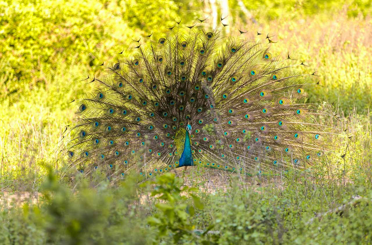 peacock