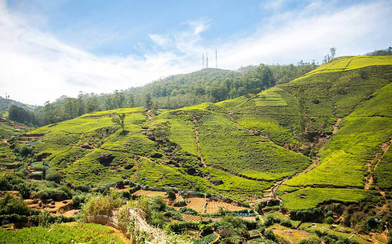 tea plantations in the sri lankan hill country