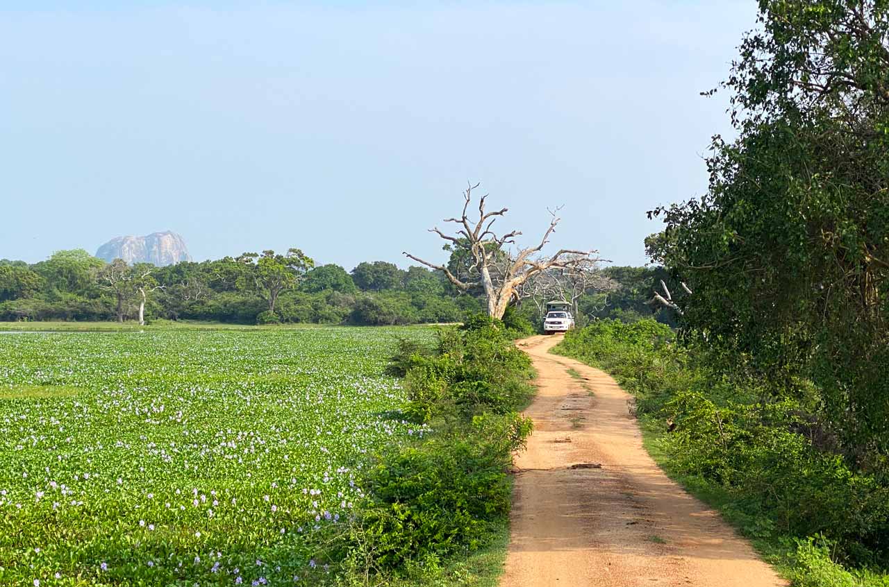 yala national park sri lanka