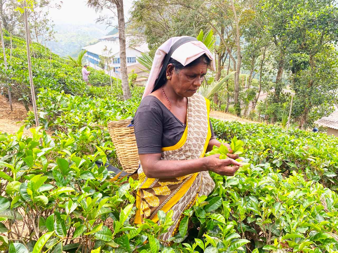 woman picking tea in sri lanka tea plantation 