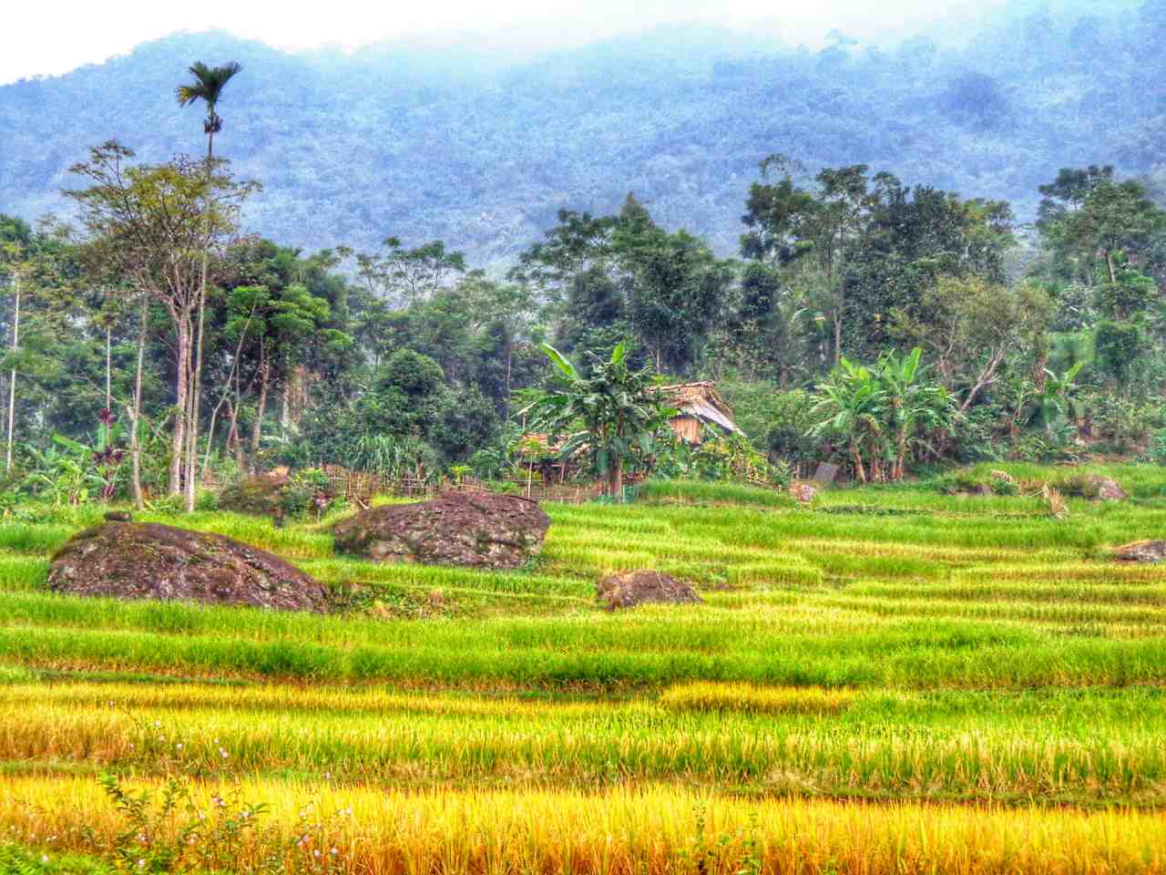 Rice paddies in Vietnam