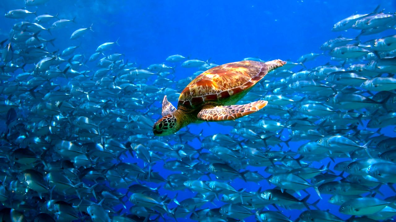 underwater world turtle and fish in the sea OP