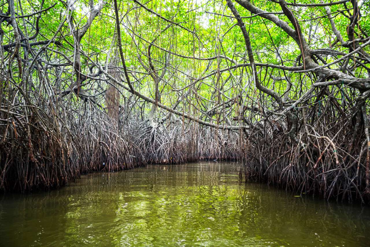 mangroves